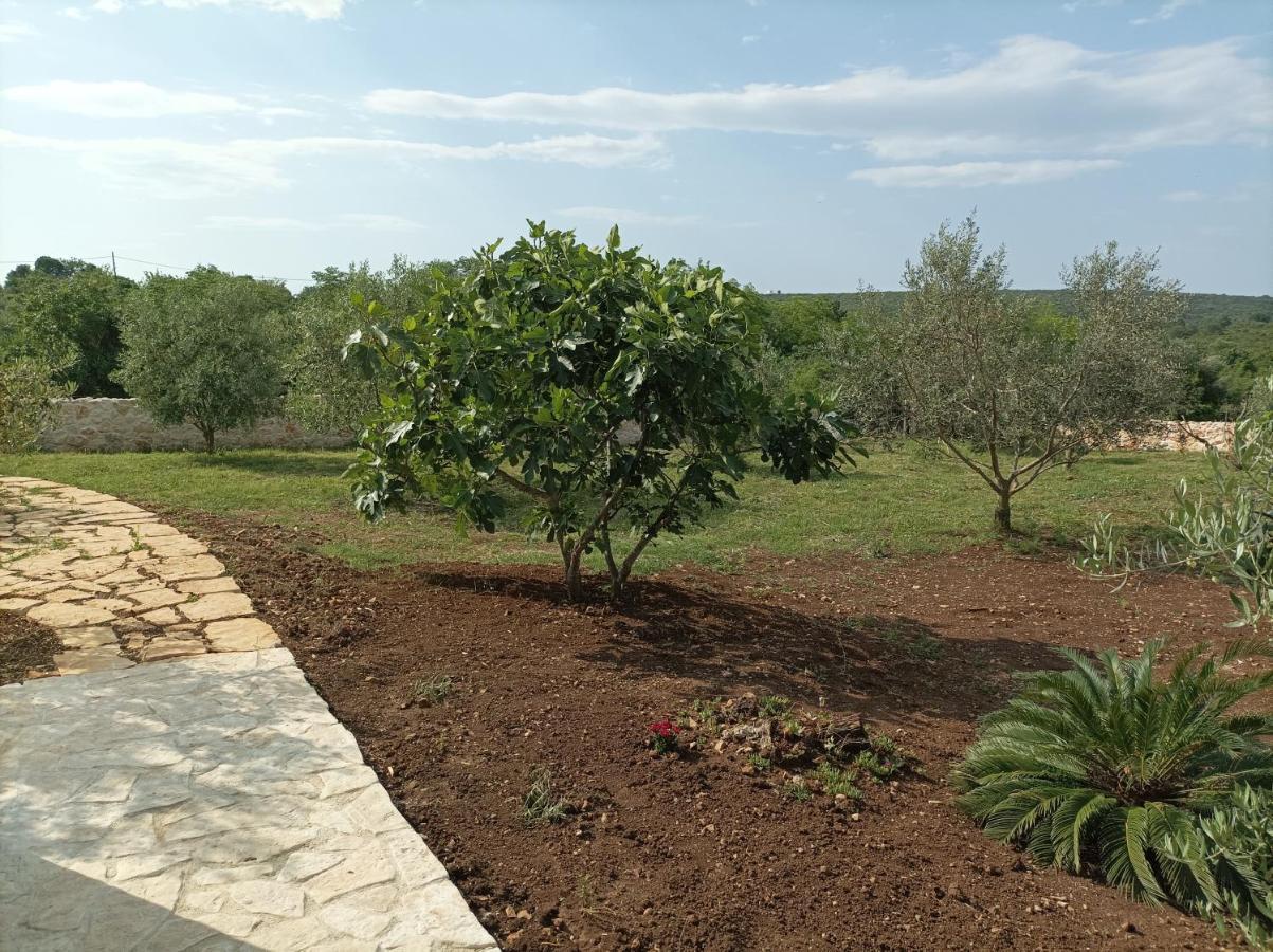 New 2023 Villa Tree Of Life Sveti Petar  Eksteriør bilde