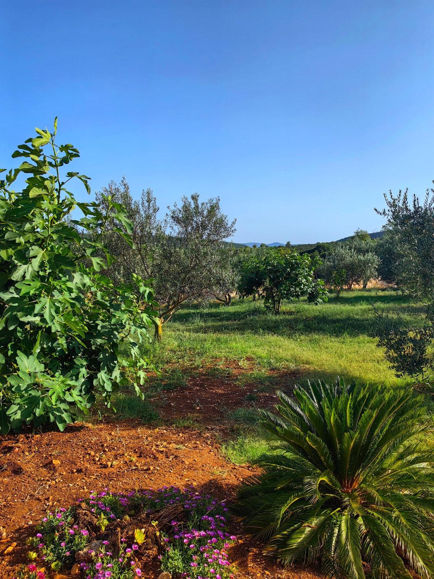 New 2023 Villa Tree Of Life Sveti Petar  Eksteriør bilde